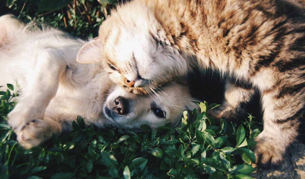 dormoconlui - cane e gatto in giardino