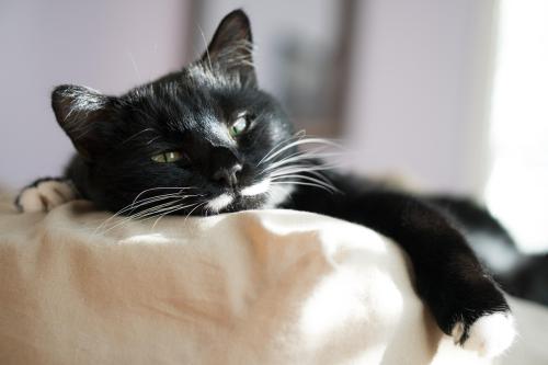 Sofa per gatto