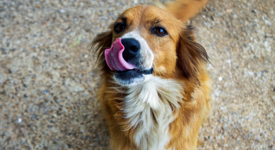 Carletto cane meticcio 2 anni