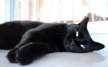 Fufi gatto europeo nero