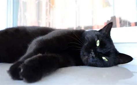 Fufi gatto europeo nero
